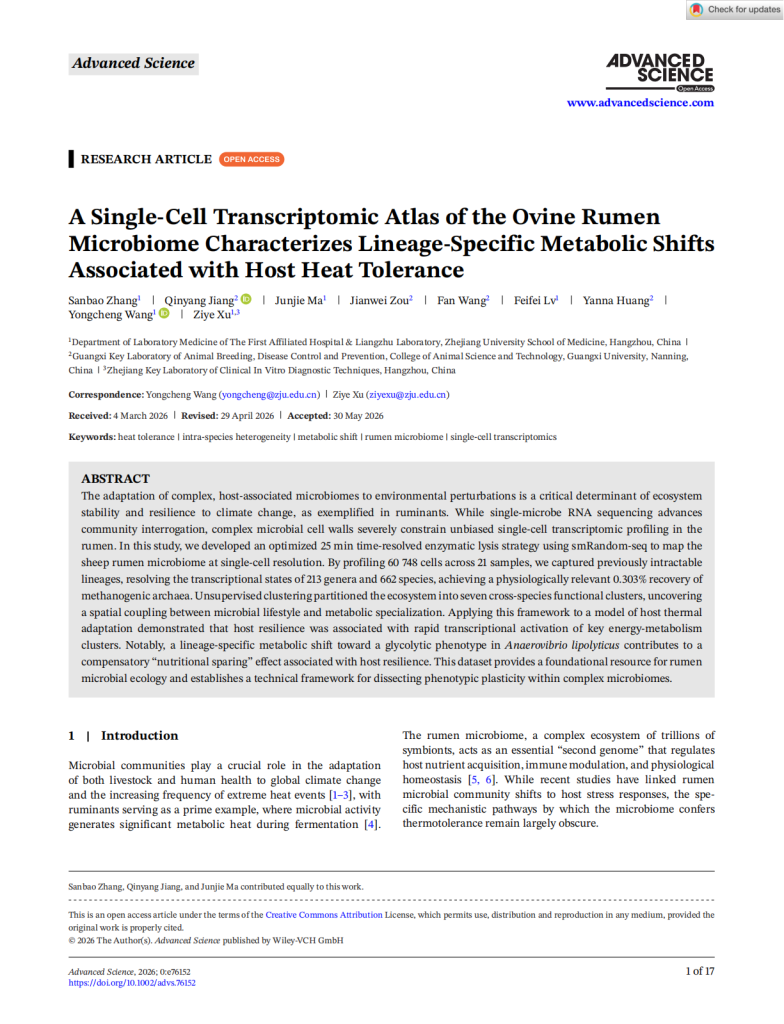 A Single-Cell Transcriptomic Atlas of the Ovine Rumen Microbiome Characterizes Lineage-Specific Metabolic Shifts Associated with Host Heat Tolerance