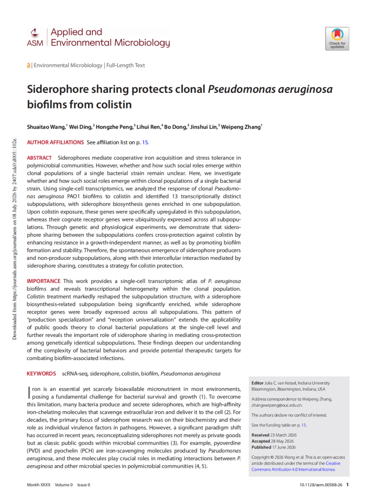 Siderophore sharing protects clonal <em>Pseudomonas aeruginosa</em>  biofilms from colistin